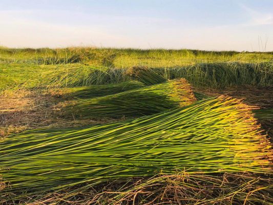 seagrass production in Vietnam