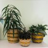 small seagrass planter set