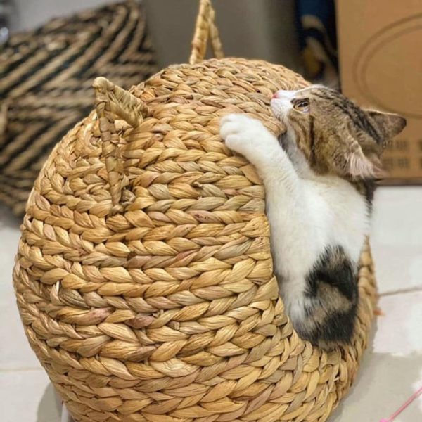 water hyacinth cat house